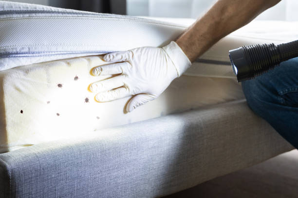 Best Cockroach Control Services  in Avilla, IN