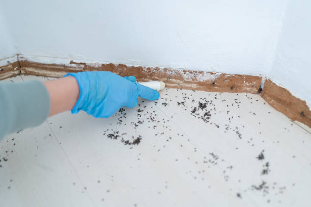 Best Exterminator Services  in Avilla, IN